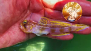 Vanderhorstia supersaiyan Το ψάρι που μοιάζει να βγήκε από το Dragon Ball Z